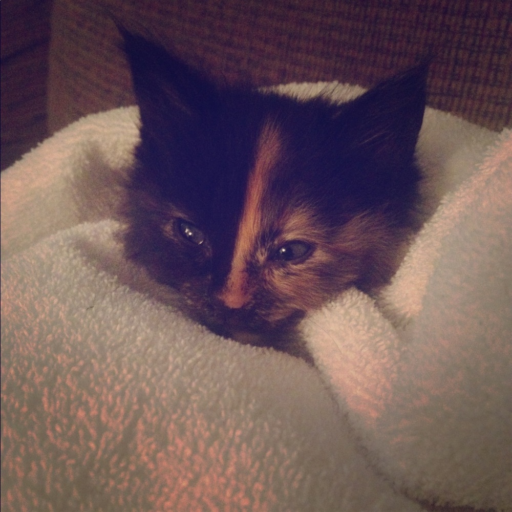 Meet your Posher, Cadence